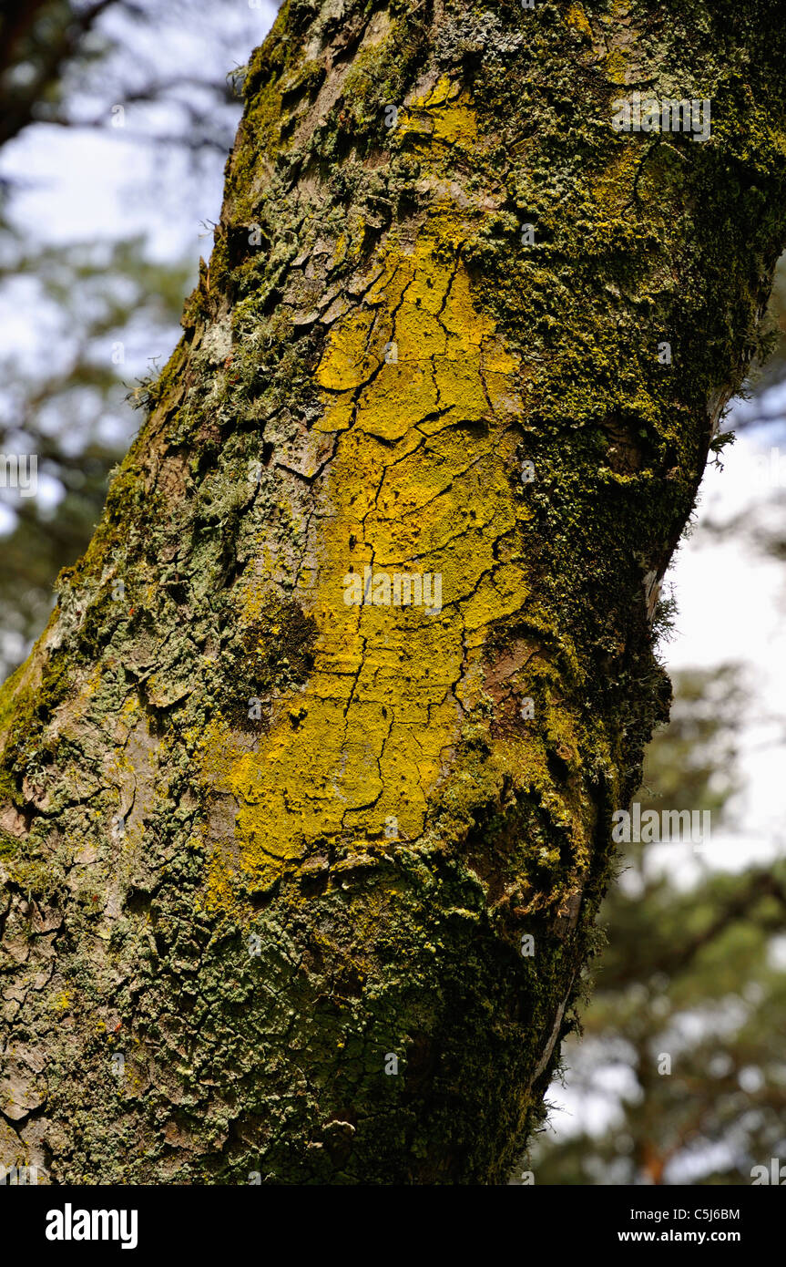 Nahaufnahme der tief strukturiertem Baumrinde im Wald in der Nähe von Killin, Perthshire, Schottland, UK. Stockfoto