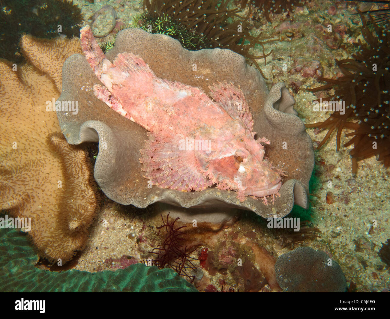 Drachenköpfe tarnt sich in Koralle Stockfoto