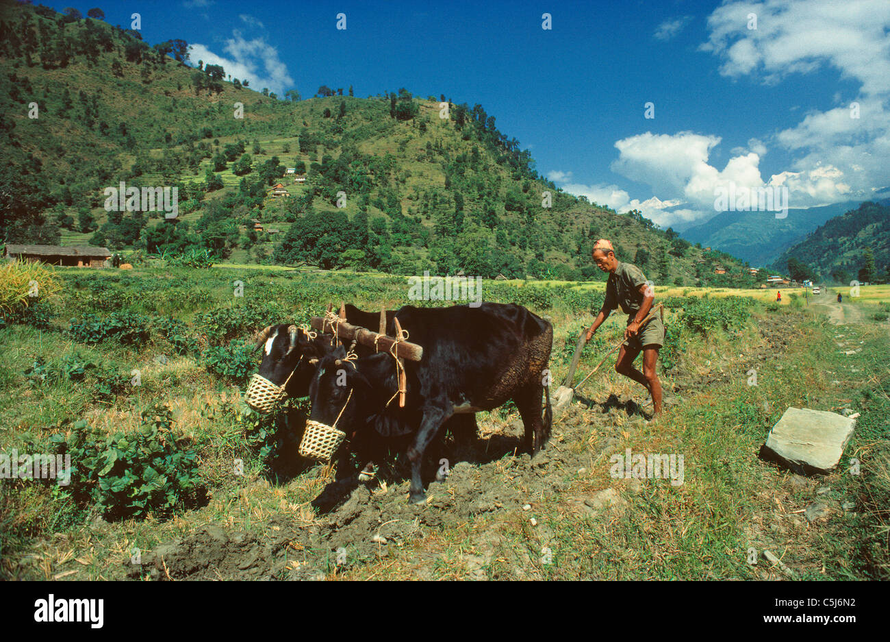 Ein Dorfbewohner Pflüge sein Feld mit zwei Ochsen im Tal des Flusses Marysandi, zentral-West Nepal. Stockfoto