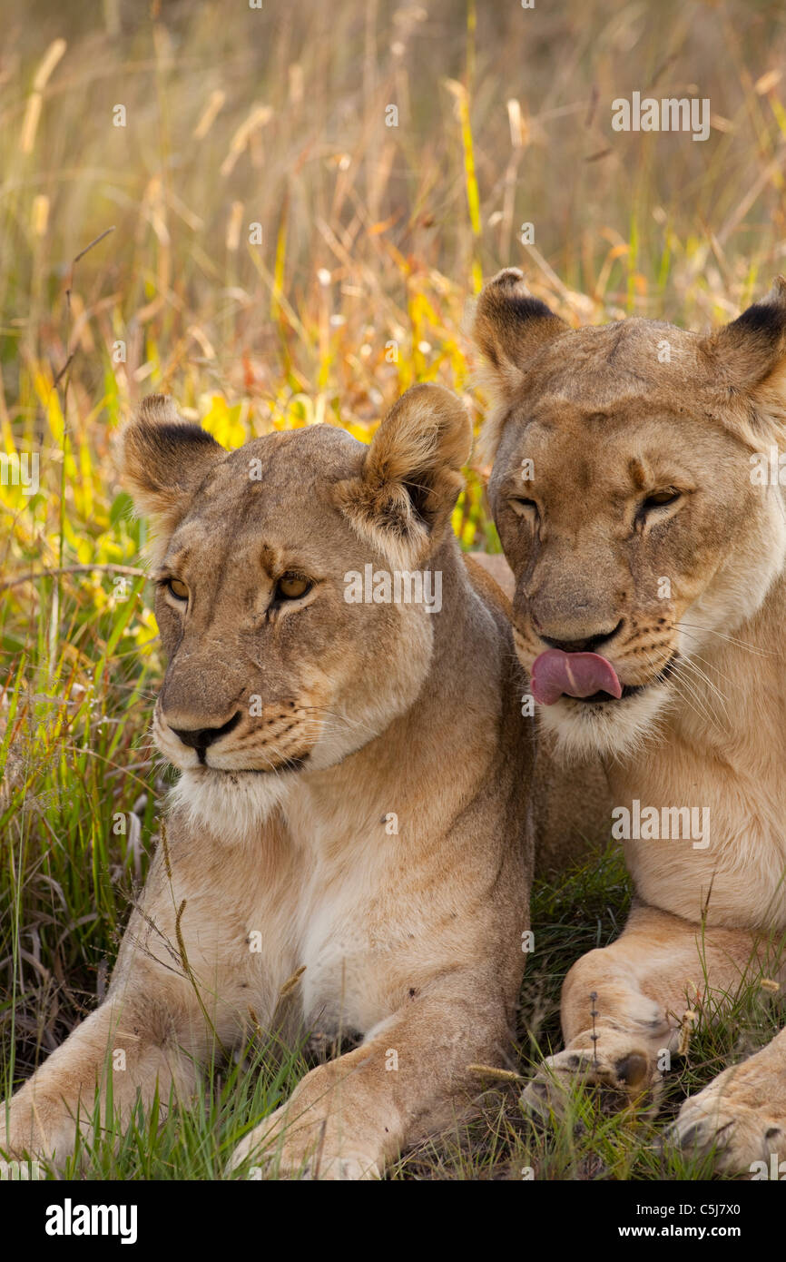 Löwen in Welgevonden game Reserve, Südafrika Stockfoto