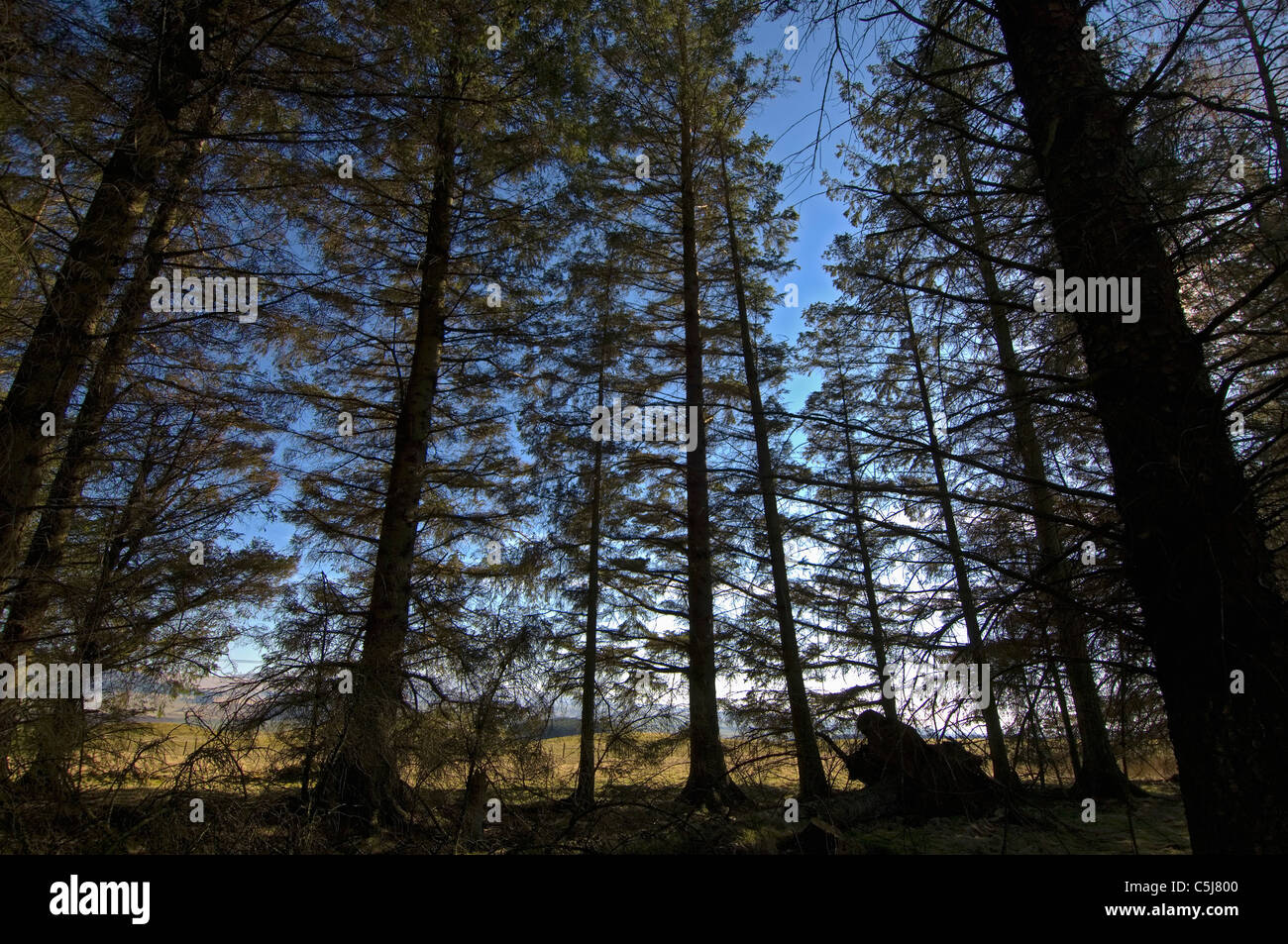 Hinterleuchtete Nadelbäume teilweise Maskierung eine ferne Landschaft und blauer Himmel, in der Nähe von Gleneagles, Perthshire, Schottland, UK. Stockfoto