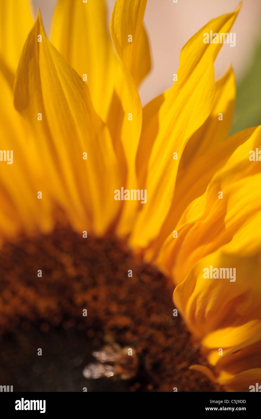 Wunderschöne Sonnenblume Detail der Blütenblätter Stockfoto