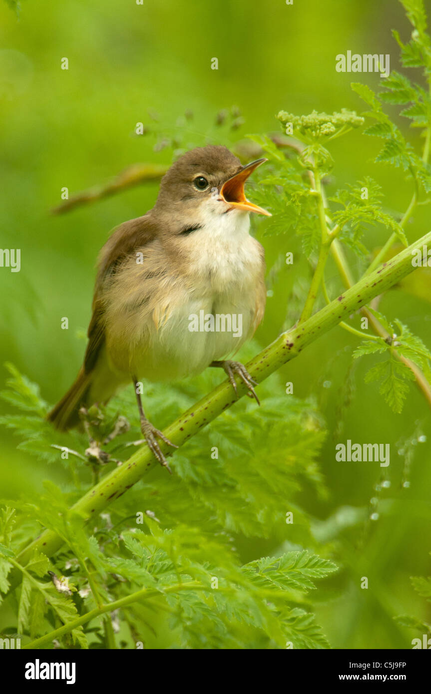 Reed Warbler singen Stockfoto