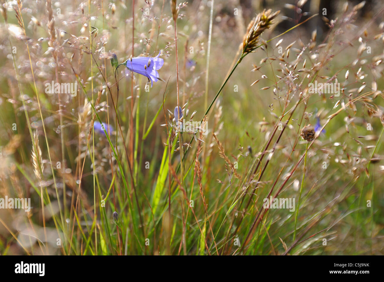 Blaue Glockenblumen Campanula Rotundifolia und Wilde Gräser in Dünen nahe dem Meer bei Golspie, Sutherland, Schottland, UK. Stockfoto
