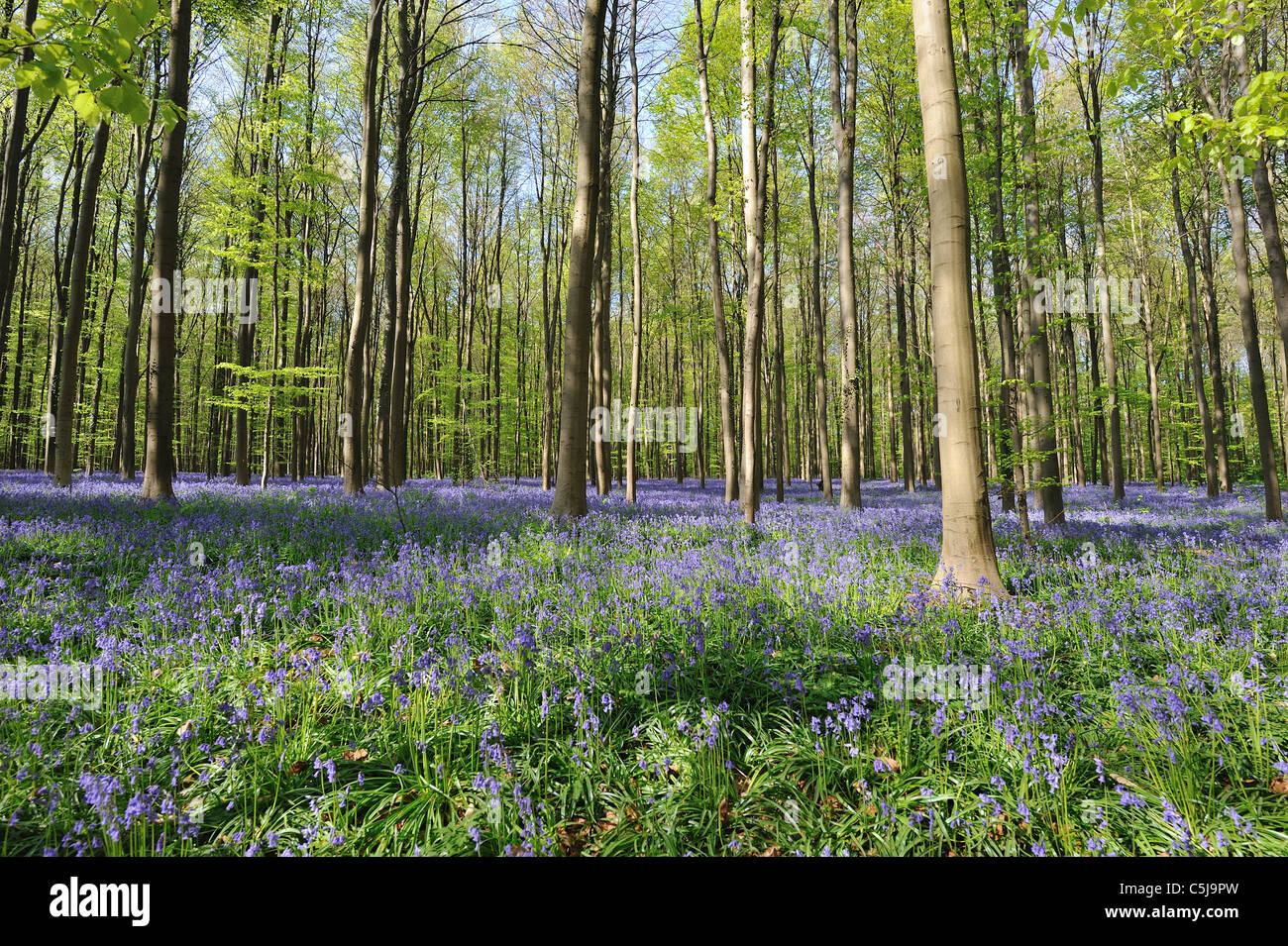 Gemeinsamen Bluebell - Wild Hyazinthe - Holz Hyazinthe (nicht Endymion-Scriptus - Hyacinthoides non-Scripta) Blüte im Frühjahr Stockfoto