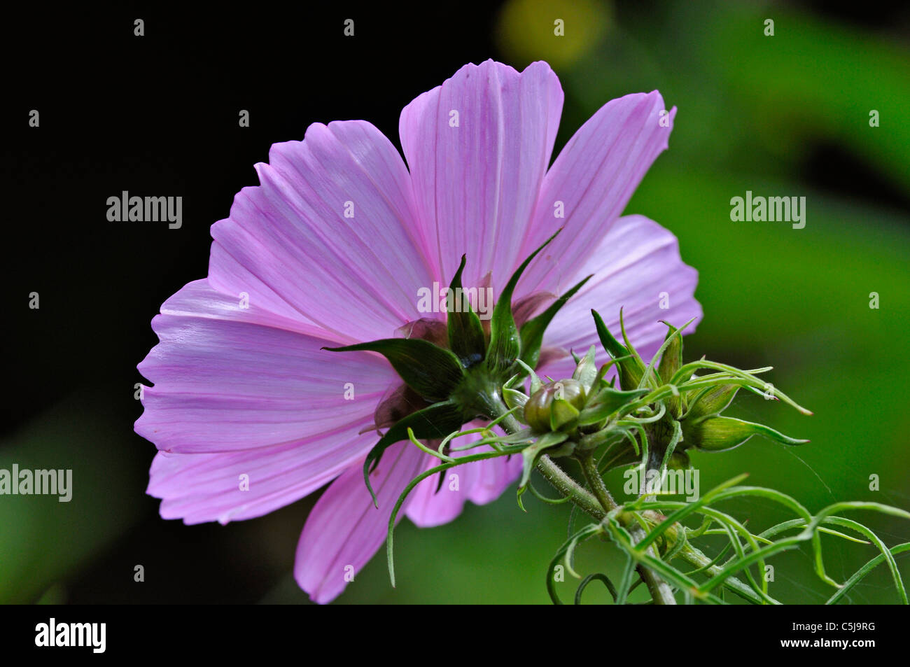 Blick auf die Unterseite einer Kosmos Blume Cosmea Bipinnatus mit Hintergrund grün. Stockfoto