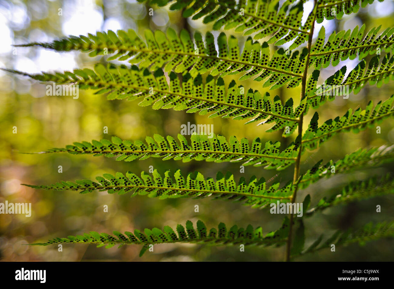 Nahaufnahme der Farn Bltter mit starker Befall durch eine eierlegende  Insektenarten mit flachen Schrfentiefe und interessante Stockfotografie -  Alamy