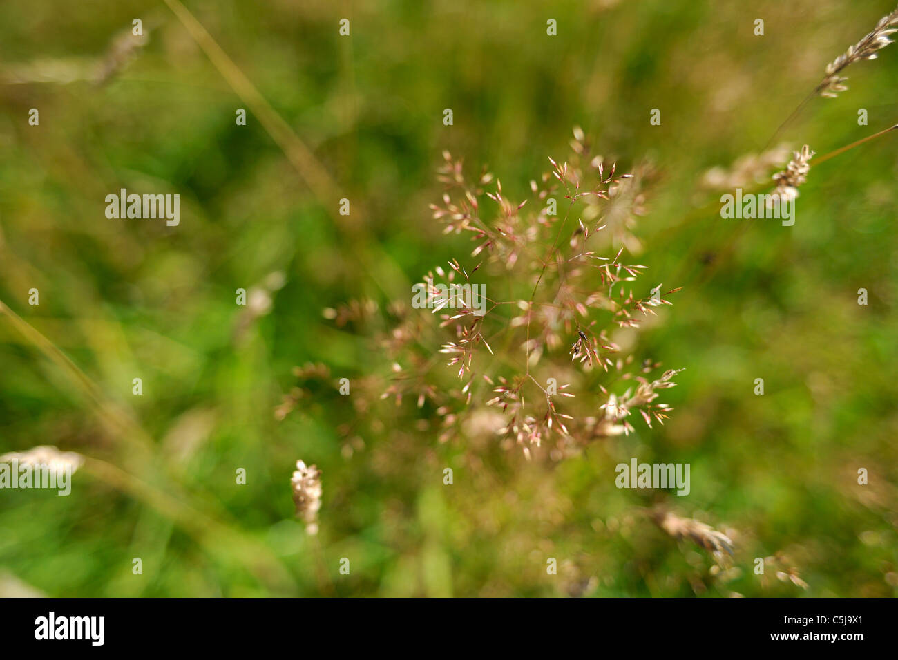 Nahaufnahme der Wiese-Rasen Saatgut-Köpfe mit flachen Schärfentiefe und interessante Bokeh. Stockfoto