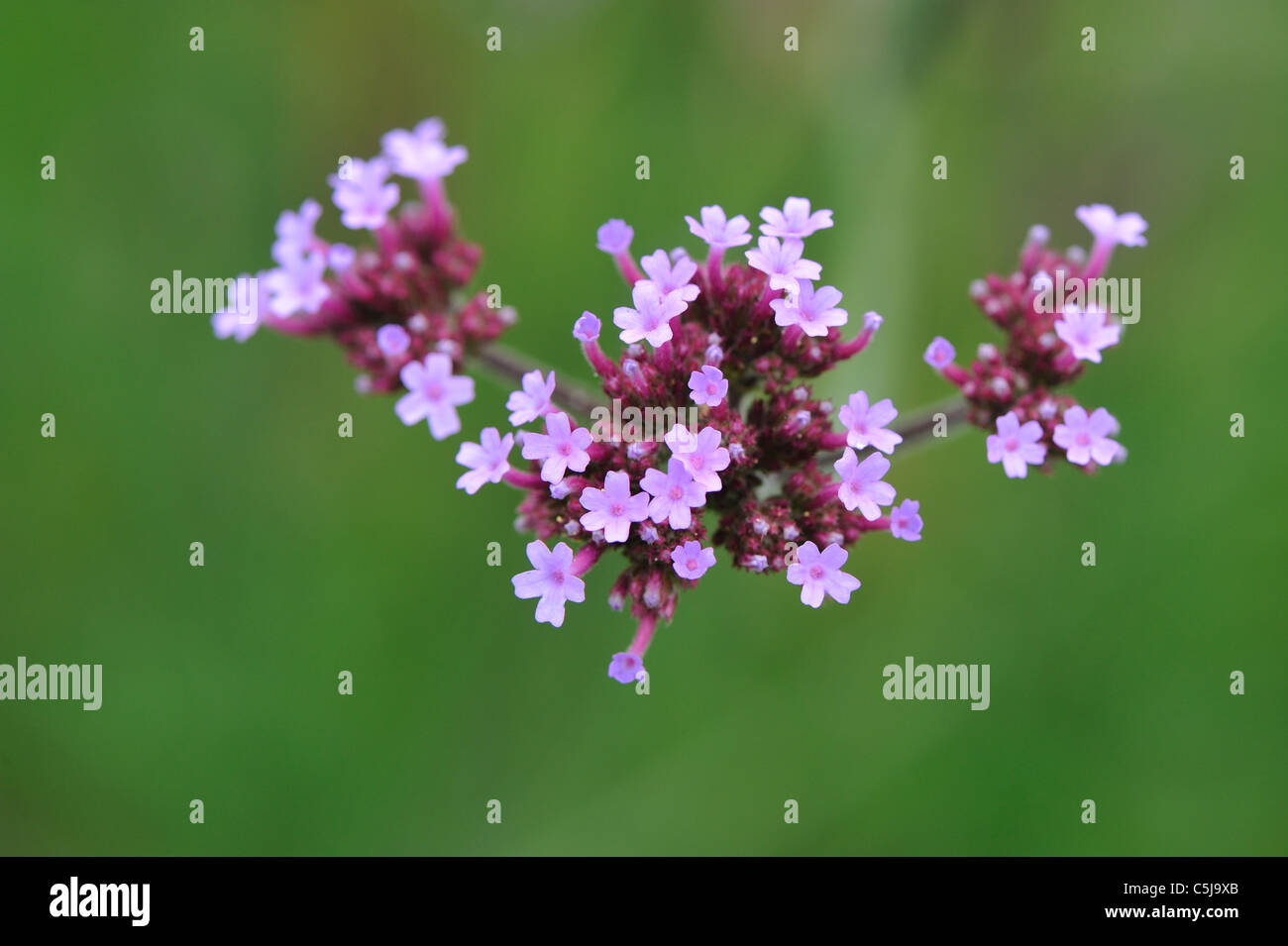 Argentinisches Eisenkraut - Purpletop Eisenkraut (Verbena Bonariensis) blüht im Sommer (Native nach tropischen Südamerika) Stockfoto