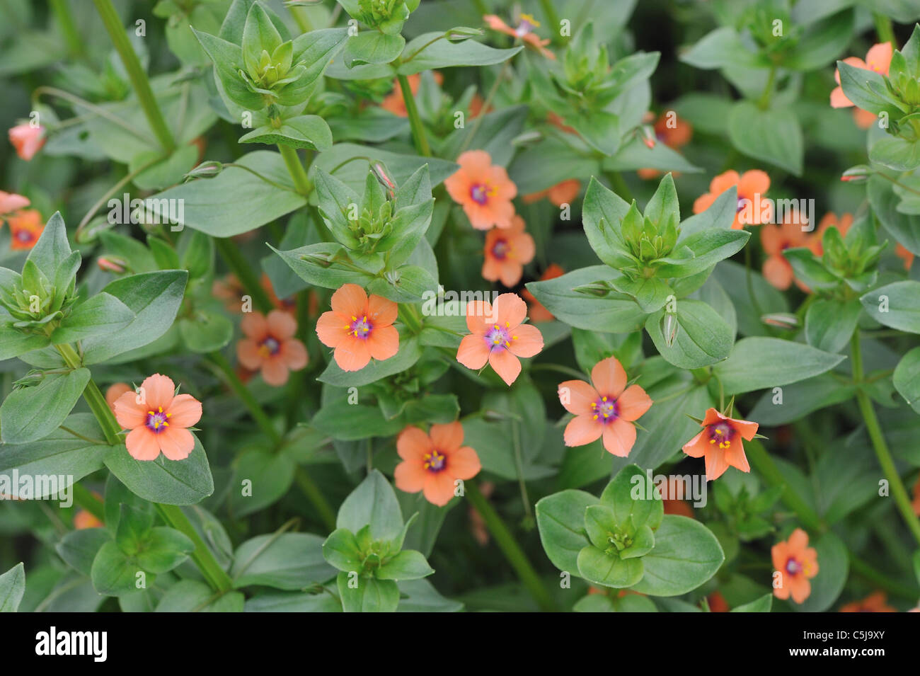 Scarlet Pimpernel - Red Pimpernel - rote Vogelmiere (Anagallis Arvensis Subsp. Arvensis) Blüte im Sommer Stockfoto