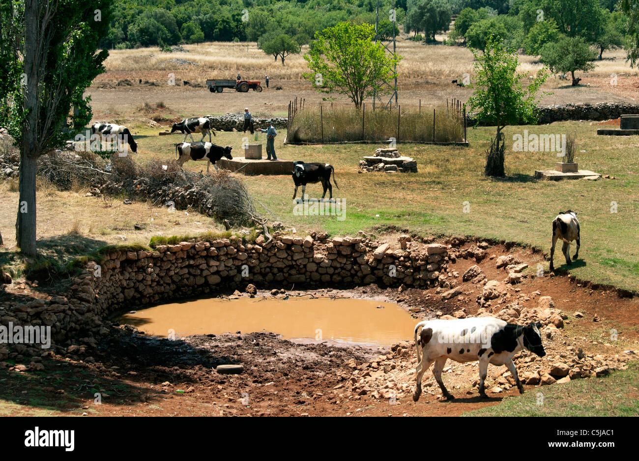 Süd Türkei Bauernhof Bauer türkische Kuh Kühe ziehen gut Wasser zwischen Kas und Antalya Stockfoto