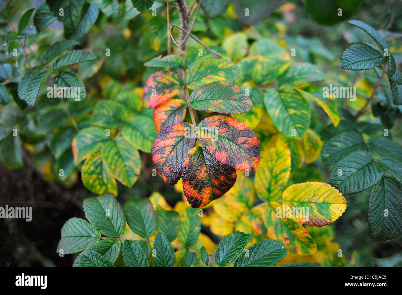 Beginn der Herbstfarben in Rugosa verlässt in einem Garten am Killin, Perthshire, Schottland, Großbritannien Stockfoto