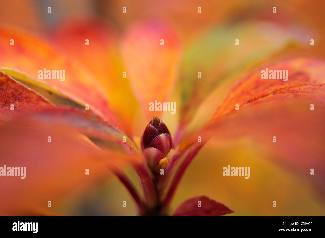 Enkianthus lässt in brillanter Herbstfarben Stockfoto