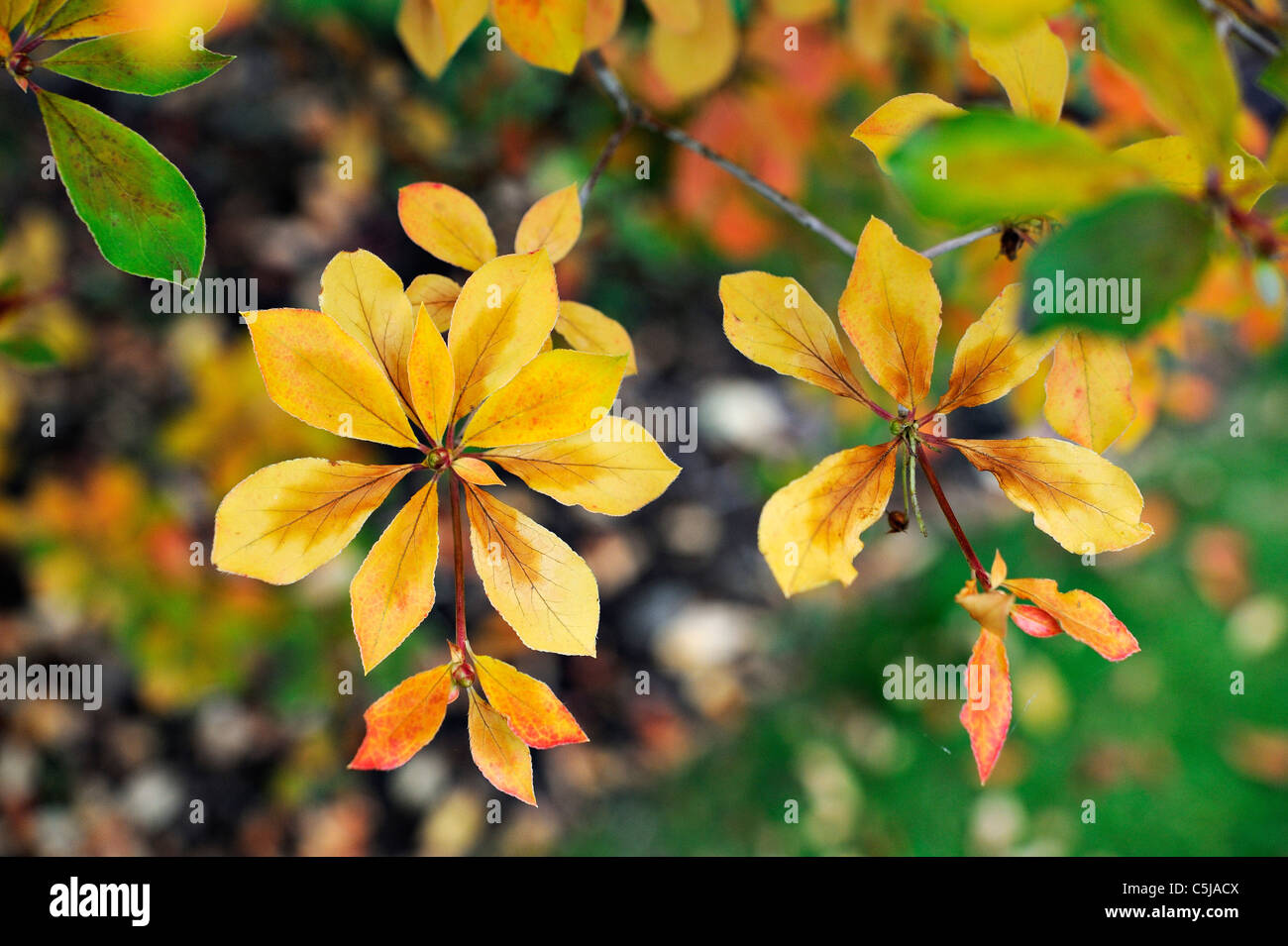 Enkianthus lässt in brillanter Herbstfarben Stockfoto