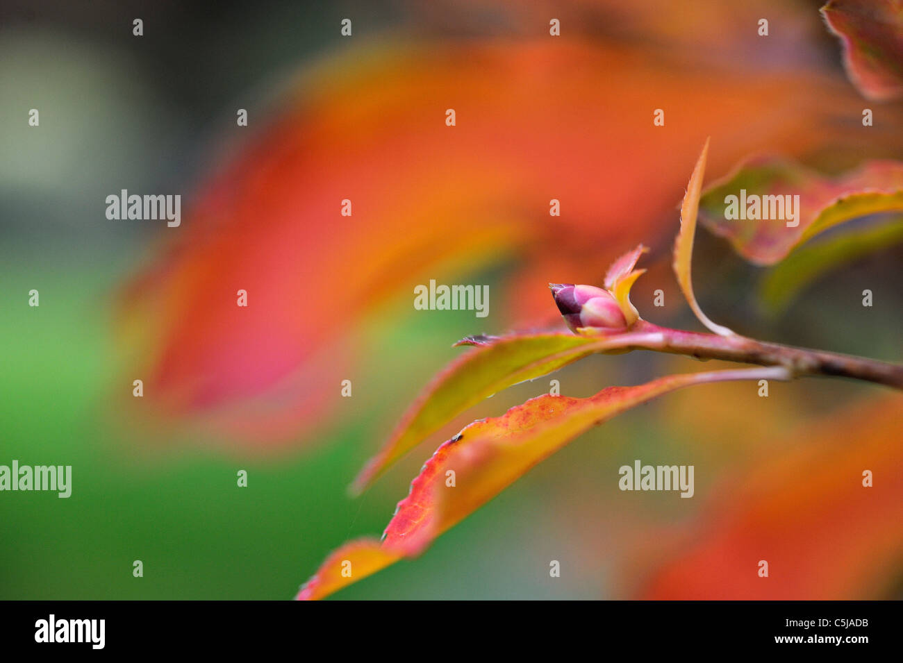 Enkianthus lässt in brillanter Herbstfarben Stockfoto
