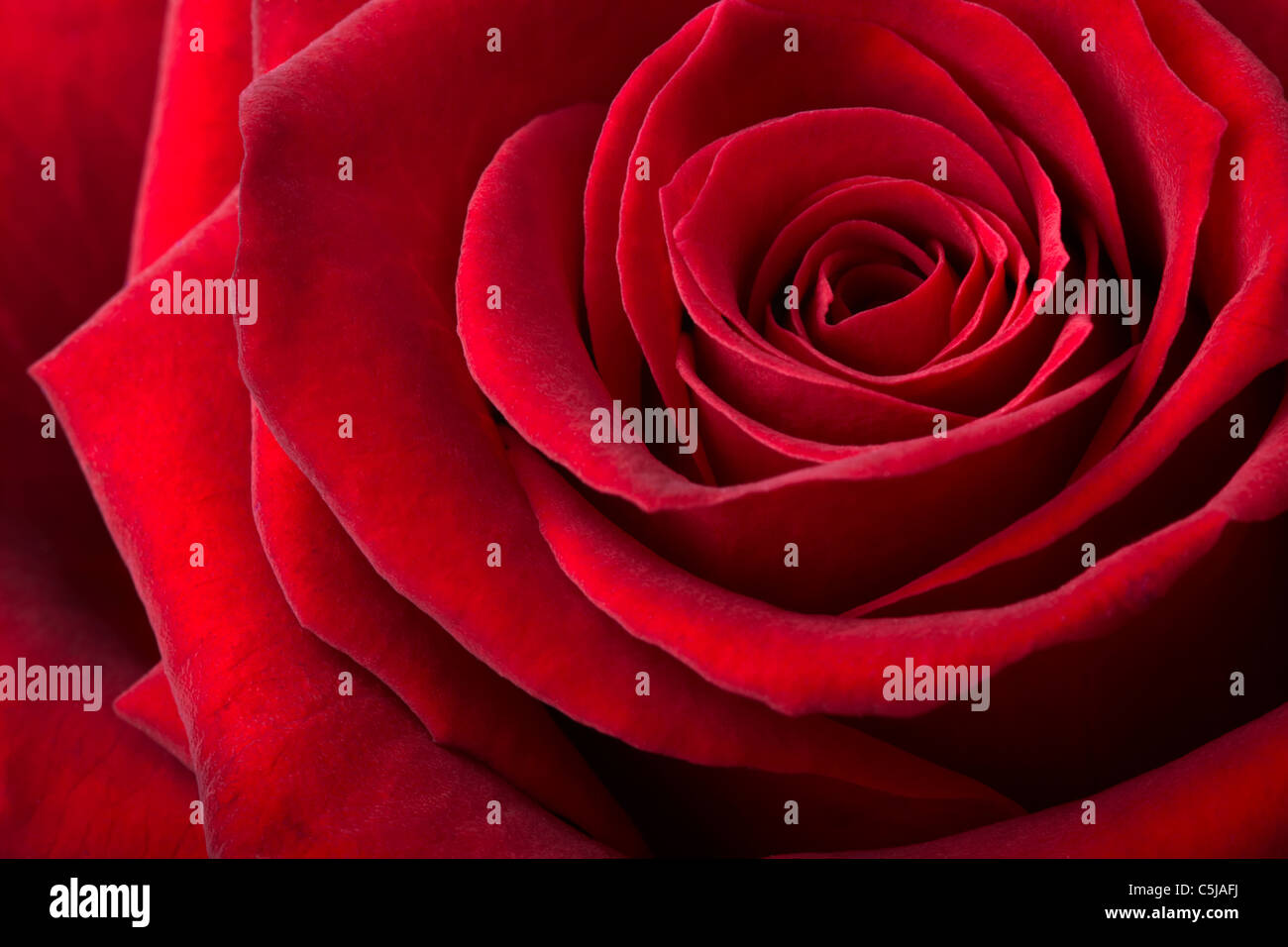 Rote Rosen Hintergrund Stockfoto