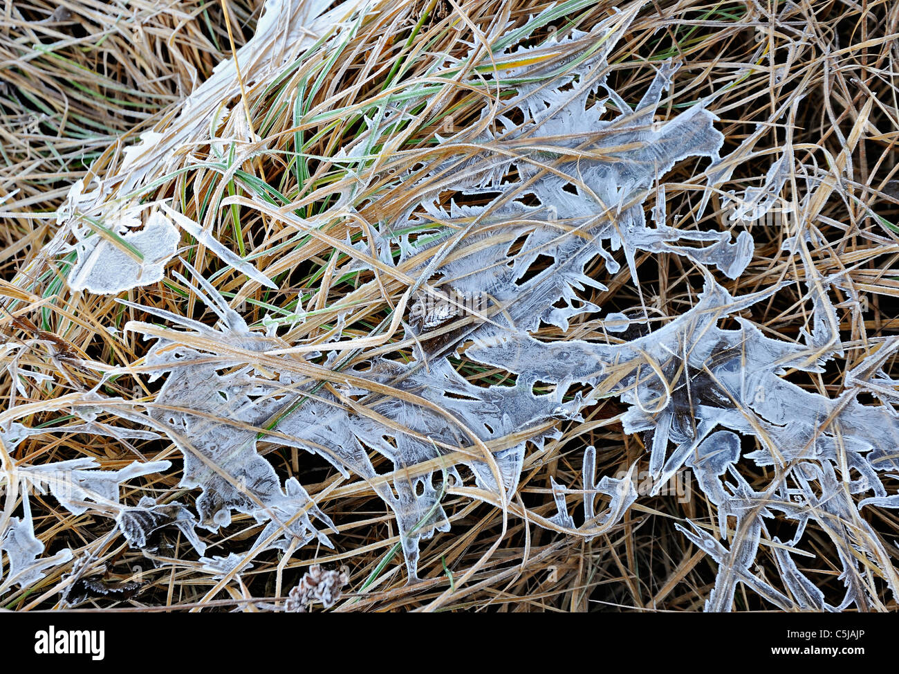 Dünne zarte Eis breitet sich über verblassen Gräser im Frühwinter Stockfoto