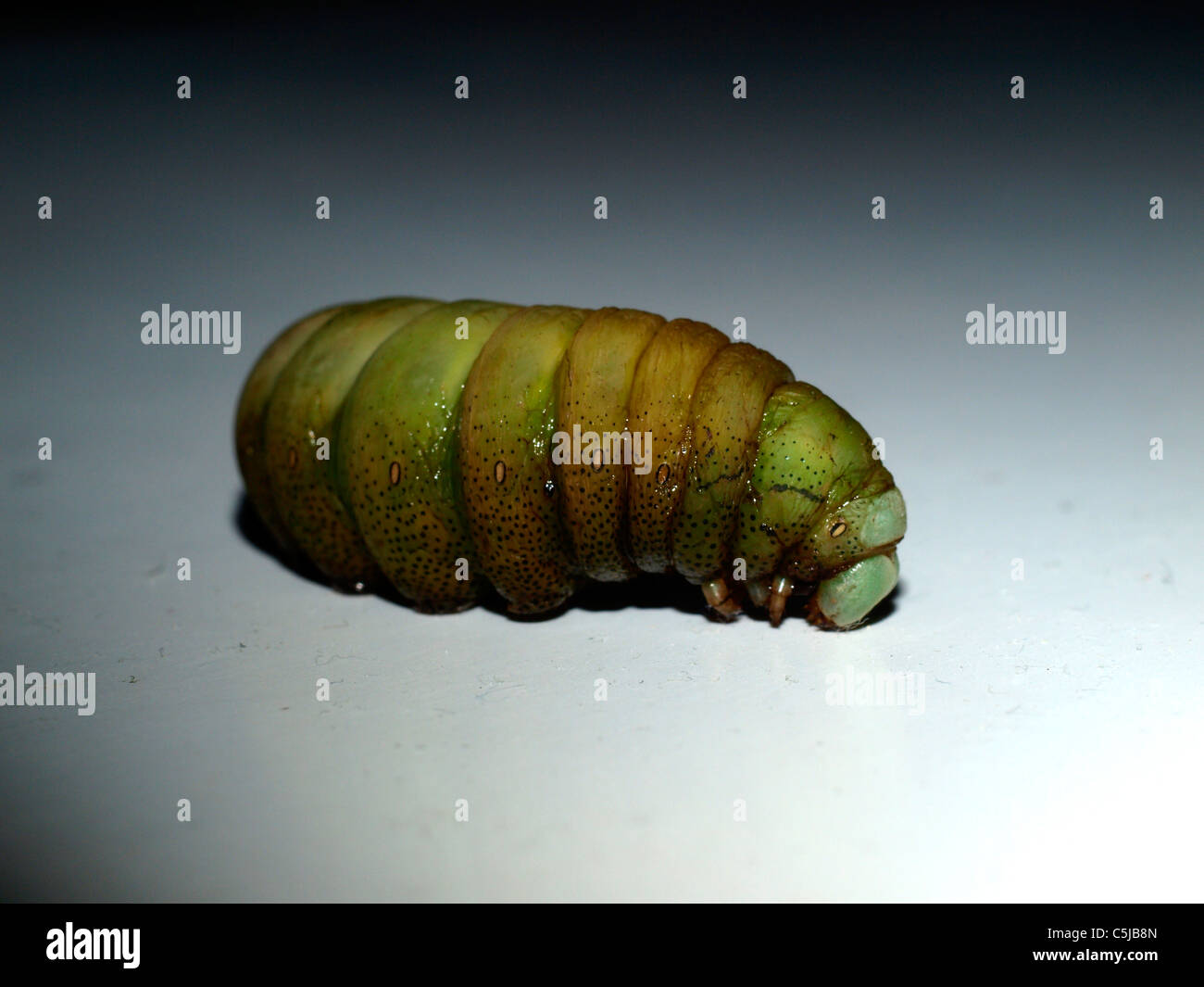 Hawk-Moth Raupe auf weißem Hintergrund in einem dunklen Stockfoto