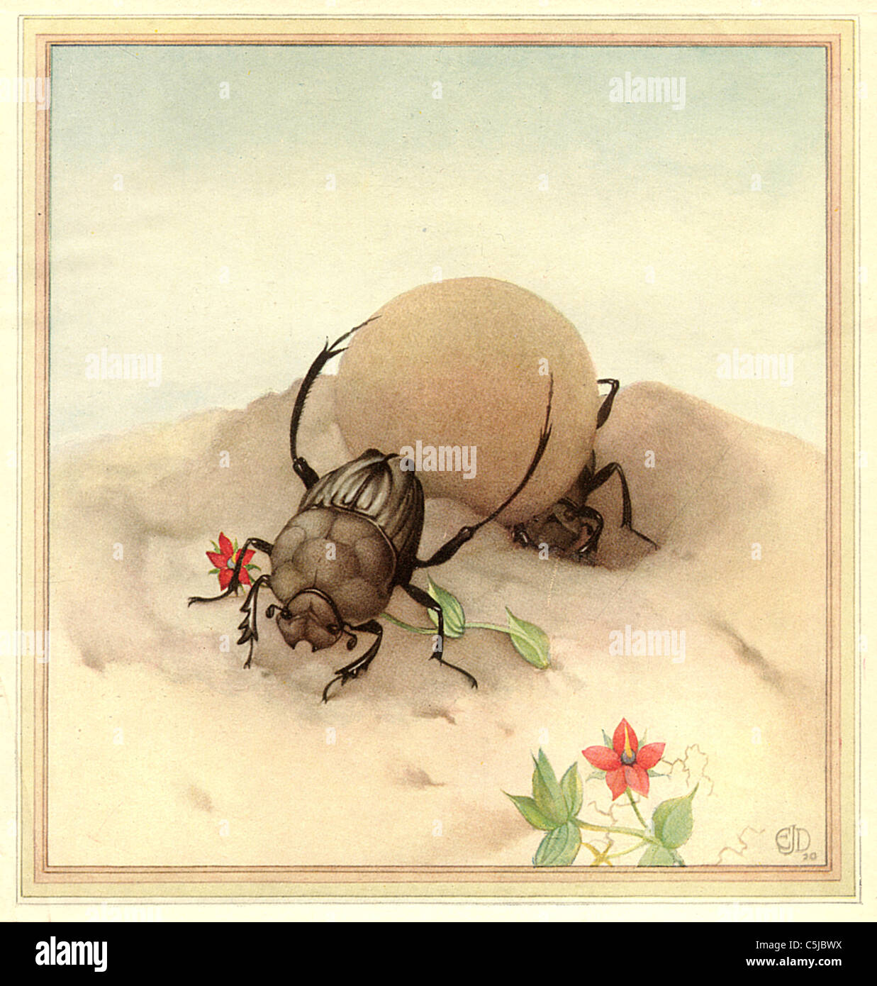 DIE SISYPHUS - antiquarische Insekten Illustration Stockfoto
