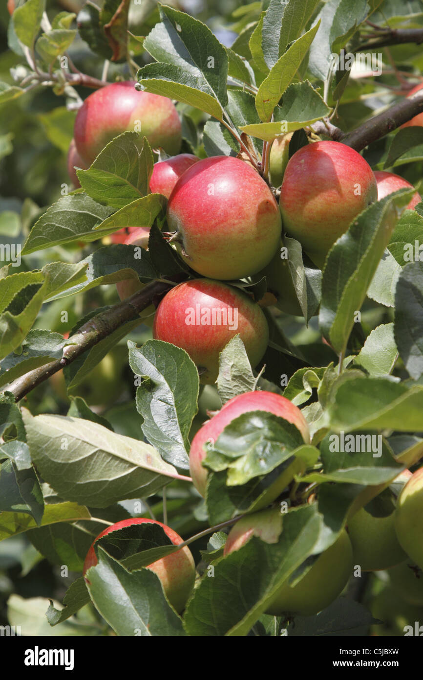 Entdeckung-Äpfel Reifen in einem Garten von Surrey Stockfoto