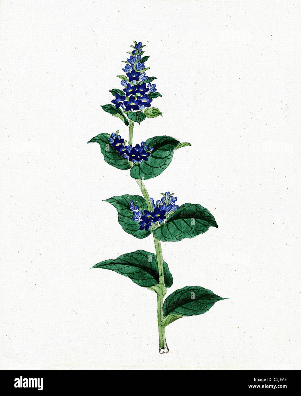 Japanische Tinte und Papier zeichnen einer Blume aus den 1870er Jahren - bearbeitet und für eine hohe Qualität und Auflösung verbessert Stockfoto