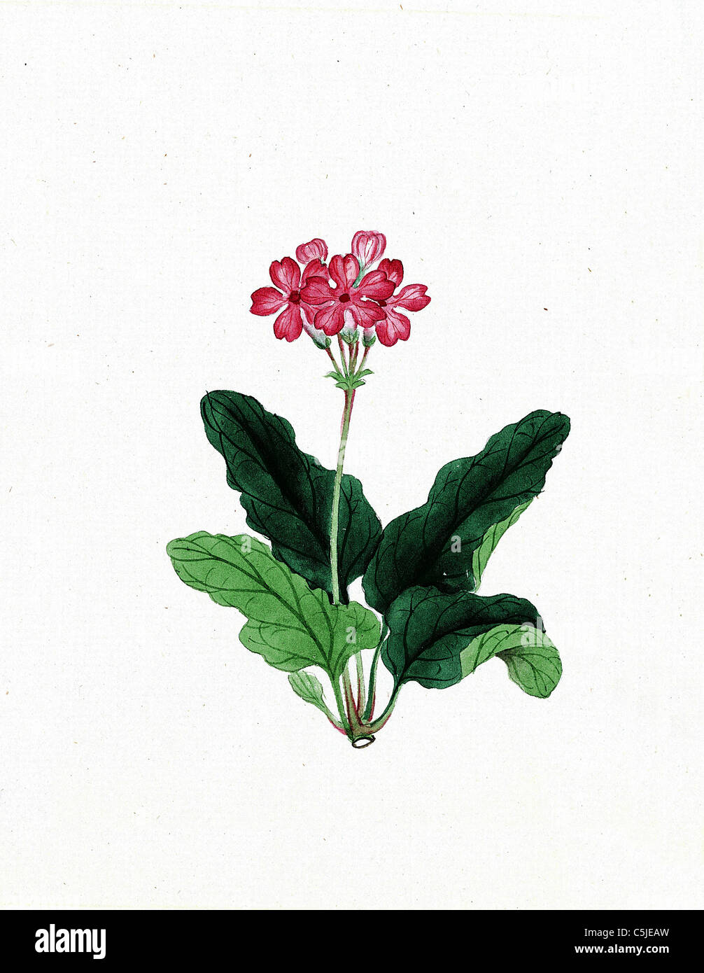 Japanische Tinte und Papier zeichnen einer Blume aus den 1870er Jahren - bearbeitet und für eine hohe Qualität und Auflösung verbessert Stockfoto