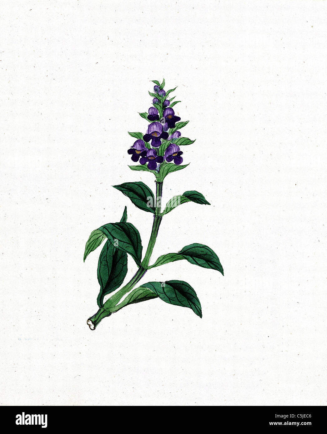 Japanische Tinte und Papier Zeichnung einer Blume aus der 1870 - bearbeitet und verbessert - gemeinsame asiatische Selfheal Stockfoto