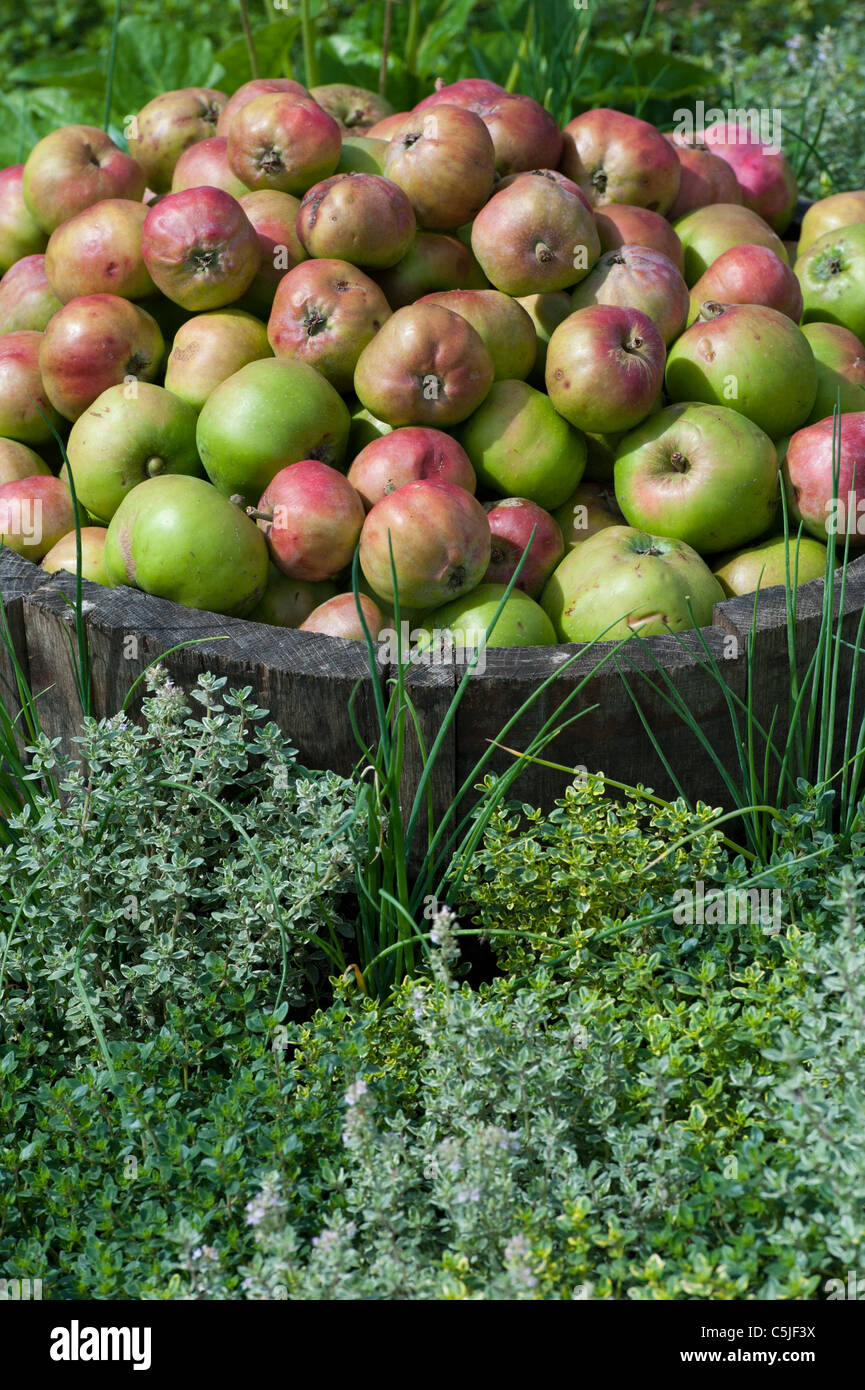 Englisch äpfel anzeigen Fotos und Bildmaterial in hoher Auflösung Alamy