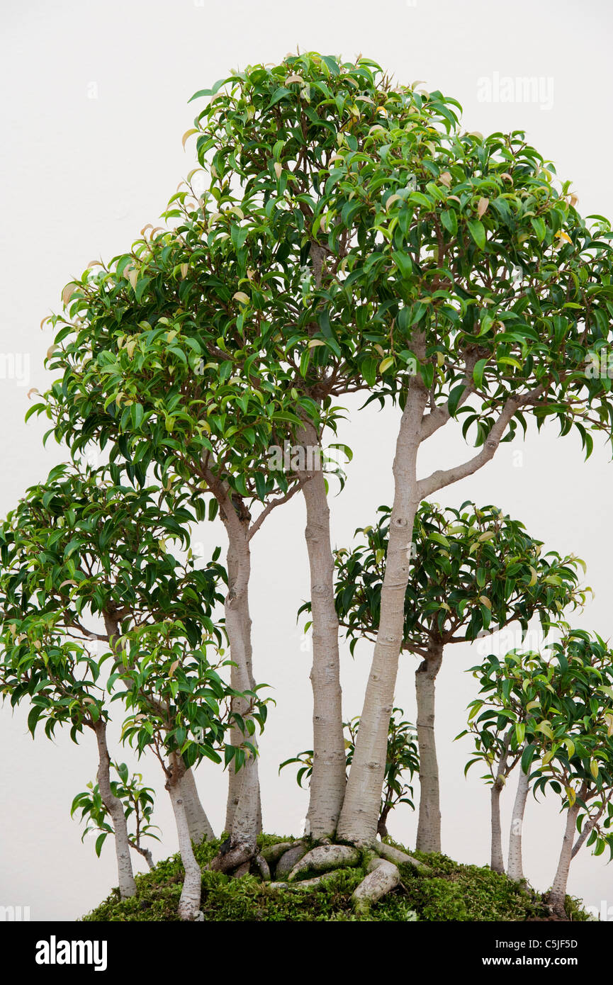 Ficus Retusa Nana. Bonsai Feigenbaum vor weißem Hintergrund Stockfoto