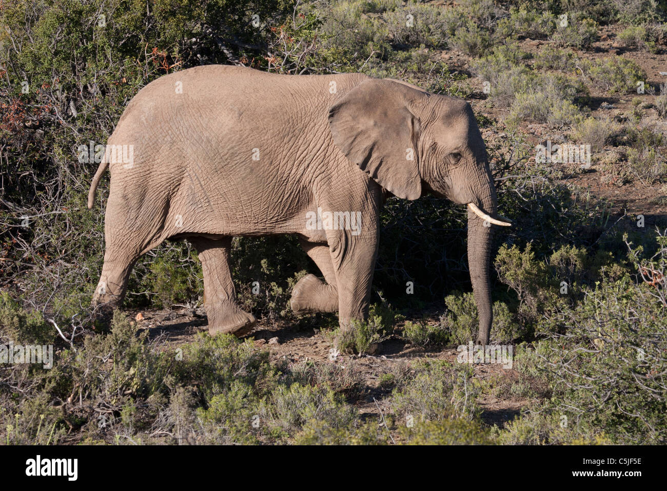 Elefant Kalb in Sambona, Südafrika Stockfoto