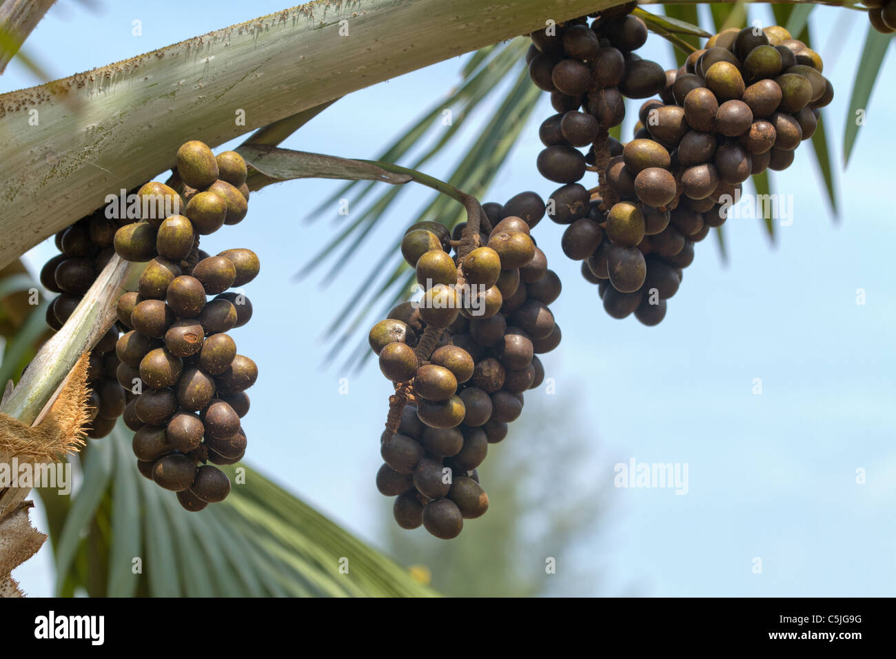 Bismarckia Nobilis palm-Baum Früchte Cluster auf Ast, thailand Stockfoto