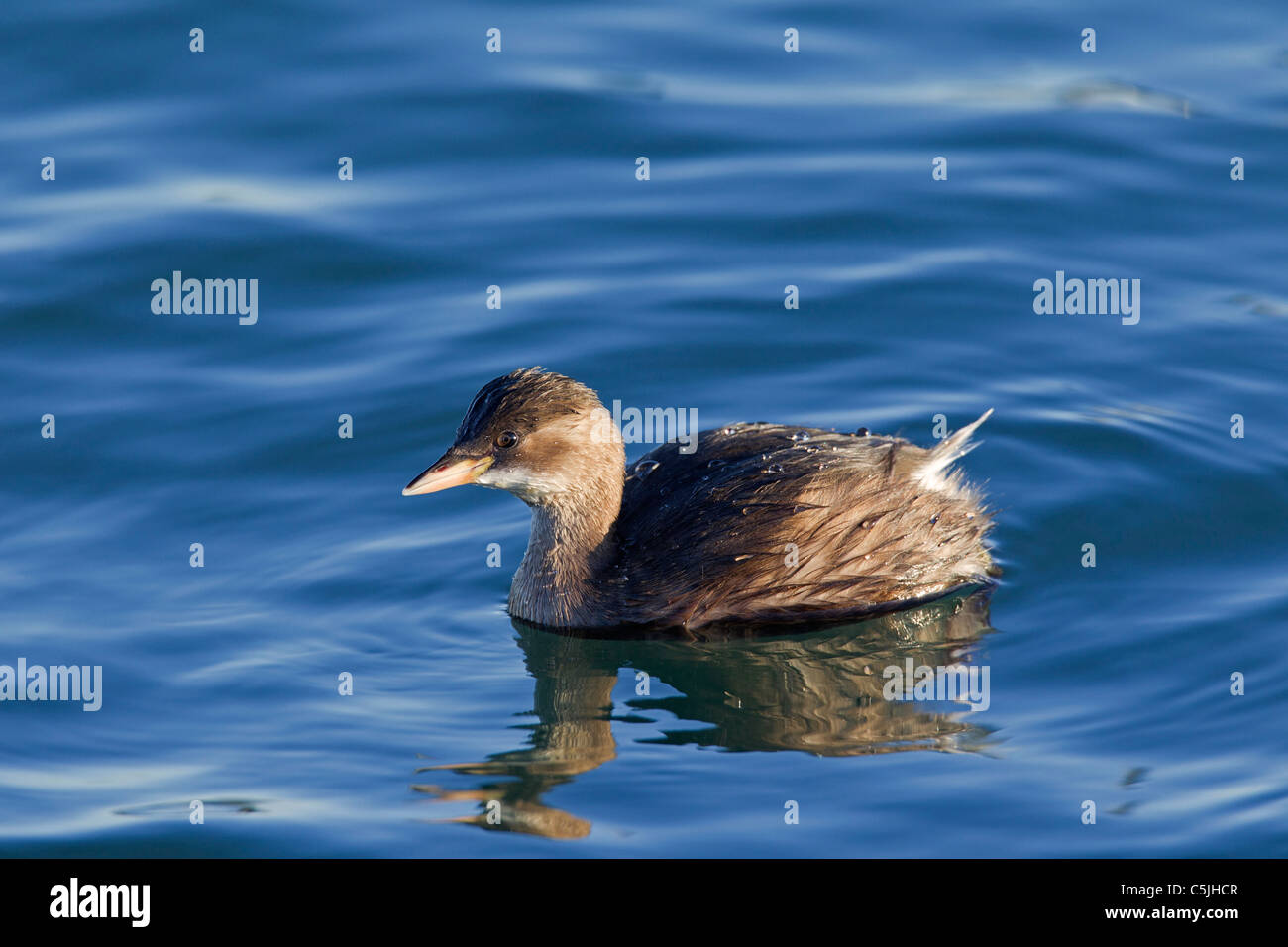 Zwergtaucher (Tachybaptus Ruficollis) im Winterkleid, Schwimmen im See, Deutschland Stockfoto