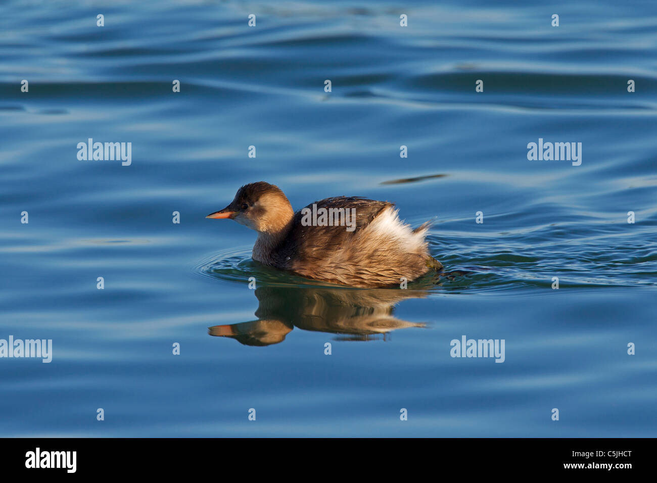 Zwergtaucher (Tachybaptus Ruficollis) im Winterkleid, Schwimmen im See, Deutschland Stockfoto