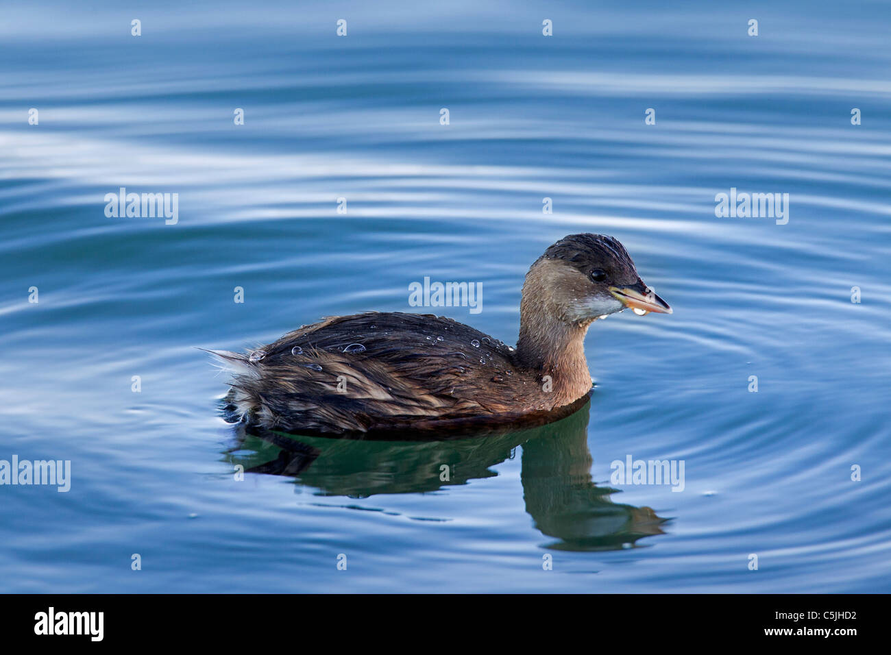 Zwergtaucher (Tachybaptus Ruficollis) im Winterkleid, Schwimmen im See, Deutschland Stockfoto
