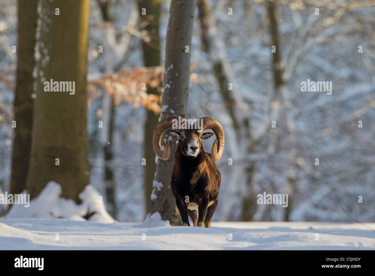 Europäischer Mufflon (Ovis Aries Orientalis / Ovis Ammon Musimon / Ovis Gmelini Musimon) Ram im Wald im Schnee im Winter Stockfoto