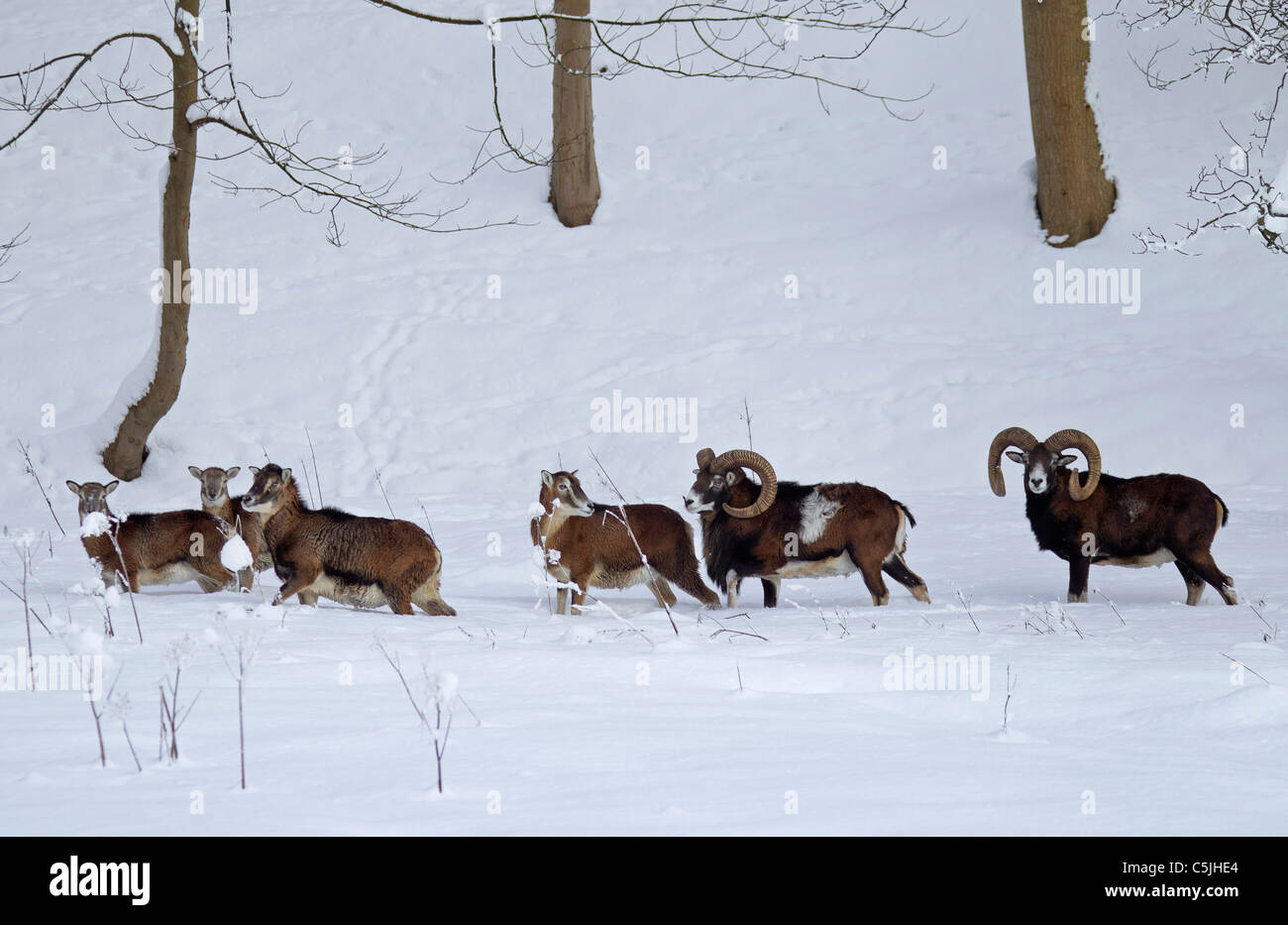 Europäischer Mufflon (Ovis Aries Orientalis / Ovis Ammon Musimon / Ovis Gmelini Musimon) Herde im Wald im Schnee im Winter Stockfoto