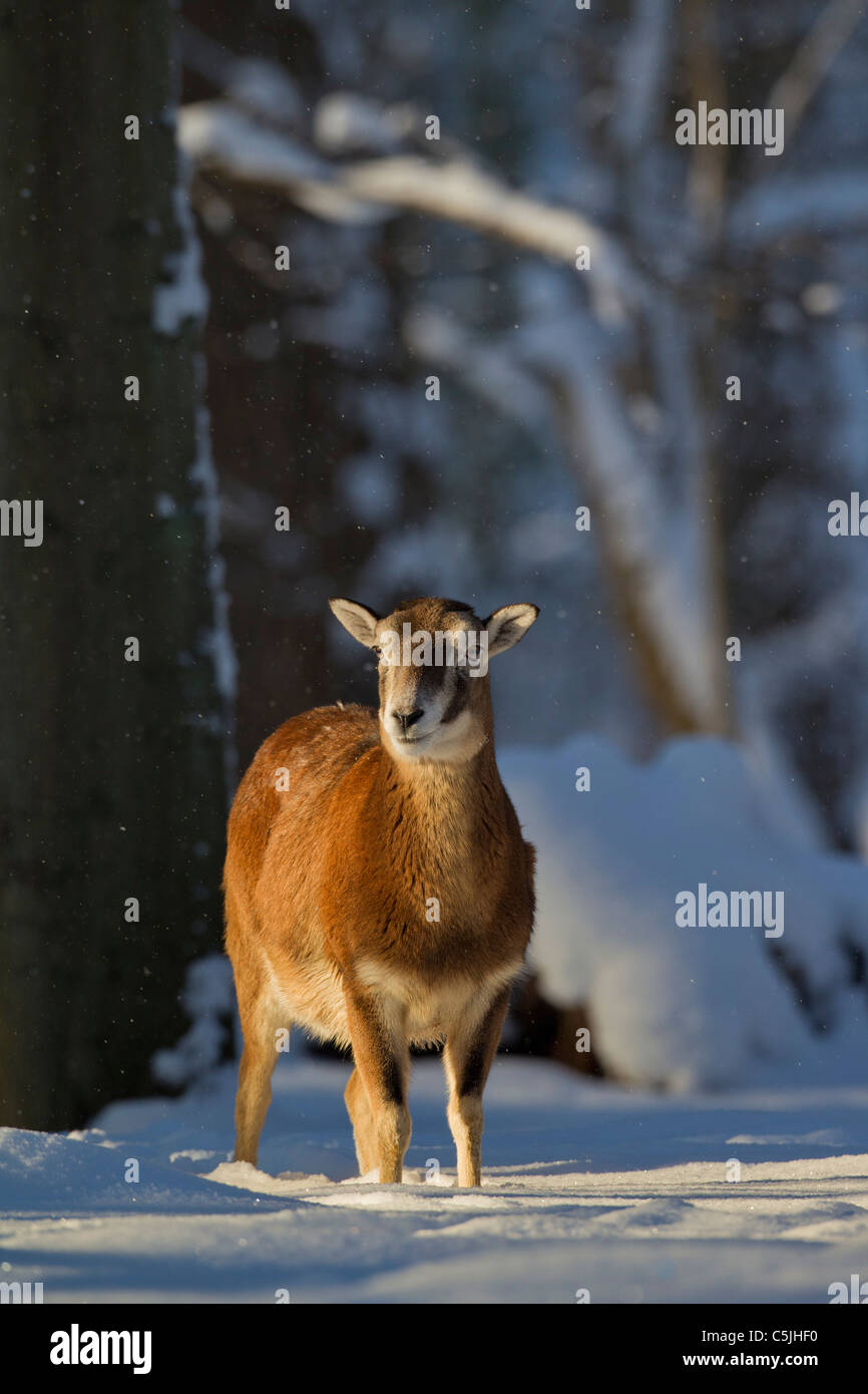 Europäischer Mufflon (Ovis Aries Orientalis / Ovis Ammon Musimon / Ovis Gmelini Musimon) weiblich in Wald im Schnee im Winter Stockfoto