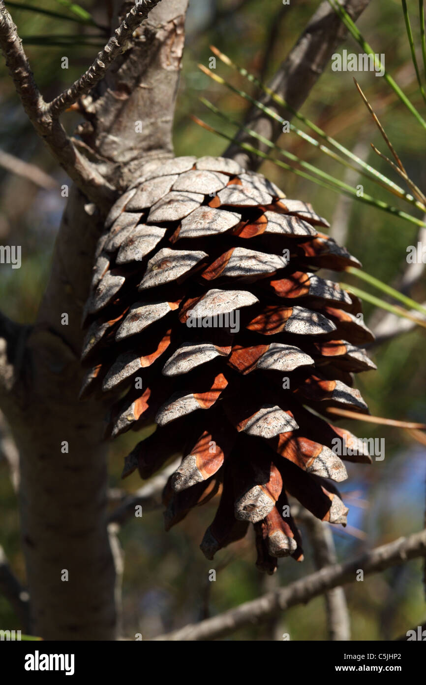 Nahaufnahme von einem großen Tannenzapfen Stockfoto