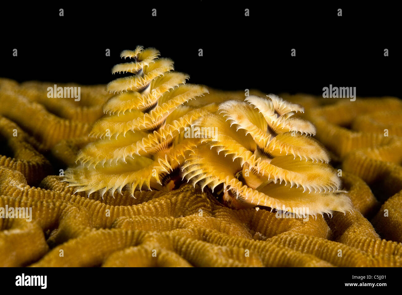 Eine kleine marine Wurm namens einen Spirale Kiemen Rohr Wurm Stockfoto