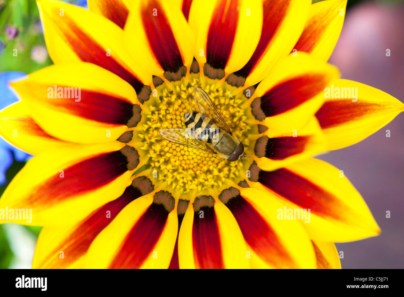 Eupeodes Corolla. Hoverfly auf einer überdachten 'Pracht Tagesanbruch' Blume Stockfoto