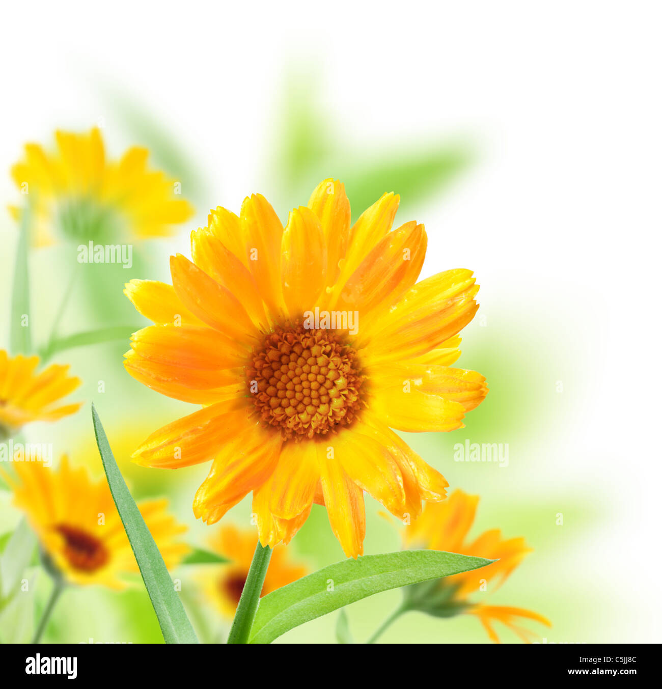 Ringelblume-Blume isoliert auf einem weißen Hintergrund. Stockfoto