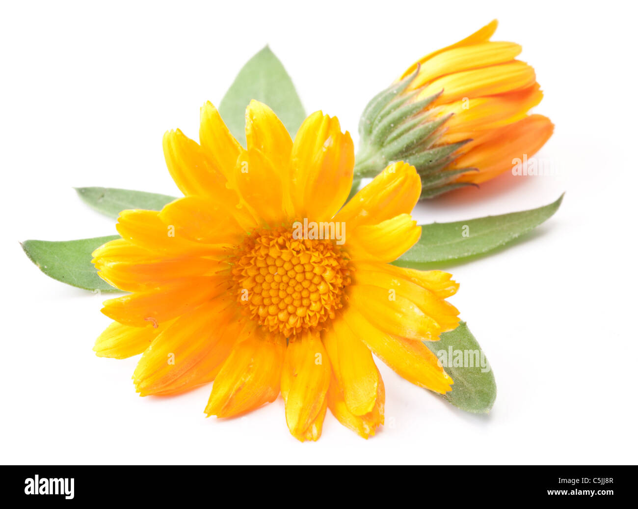 Ringelblume-Blume isoliert auf einem weißen Hintergrund. Stockfoto