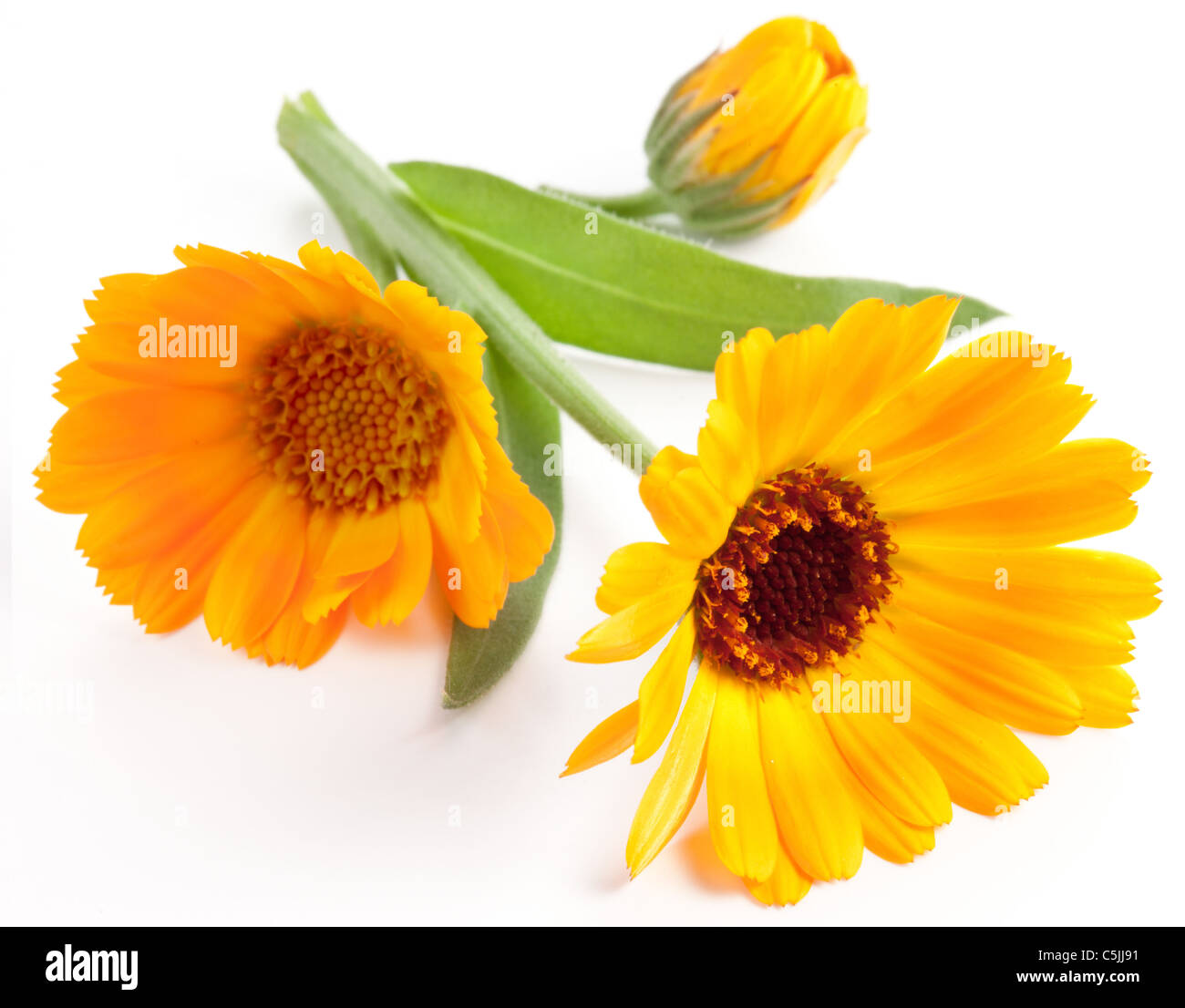 Ringelblume-Blume isoliert auf einem weißen Hintergrund. Stockfoto