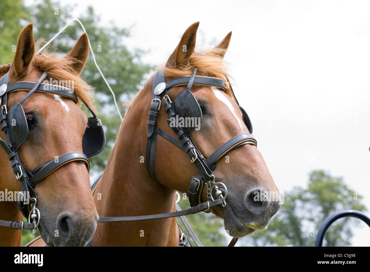 Percheron Rasse der Zugpferde, die ihren in der Perche-Tal im nördlichen Frankreich genutzt für eine Show Equus Ferus Caballu Ursprung Stockfoto