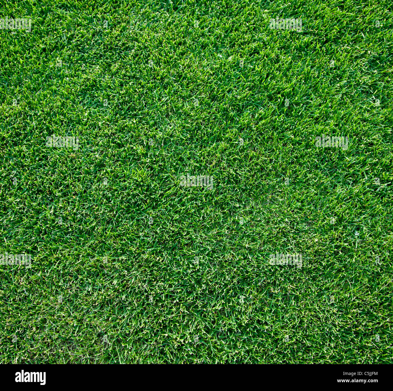 Schuss frische Frühlingsluft Geen Gras hautnah. Stockfoto