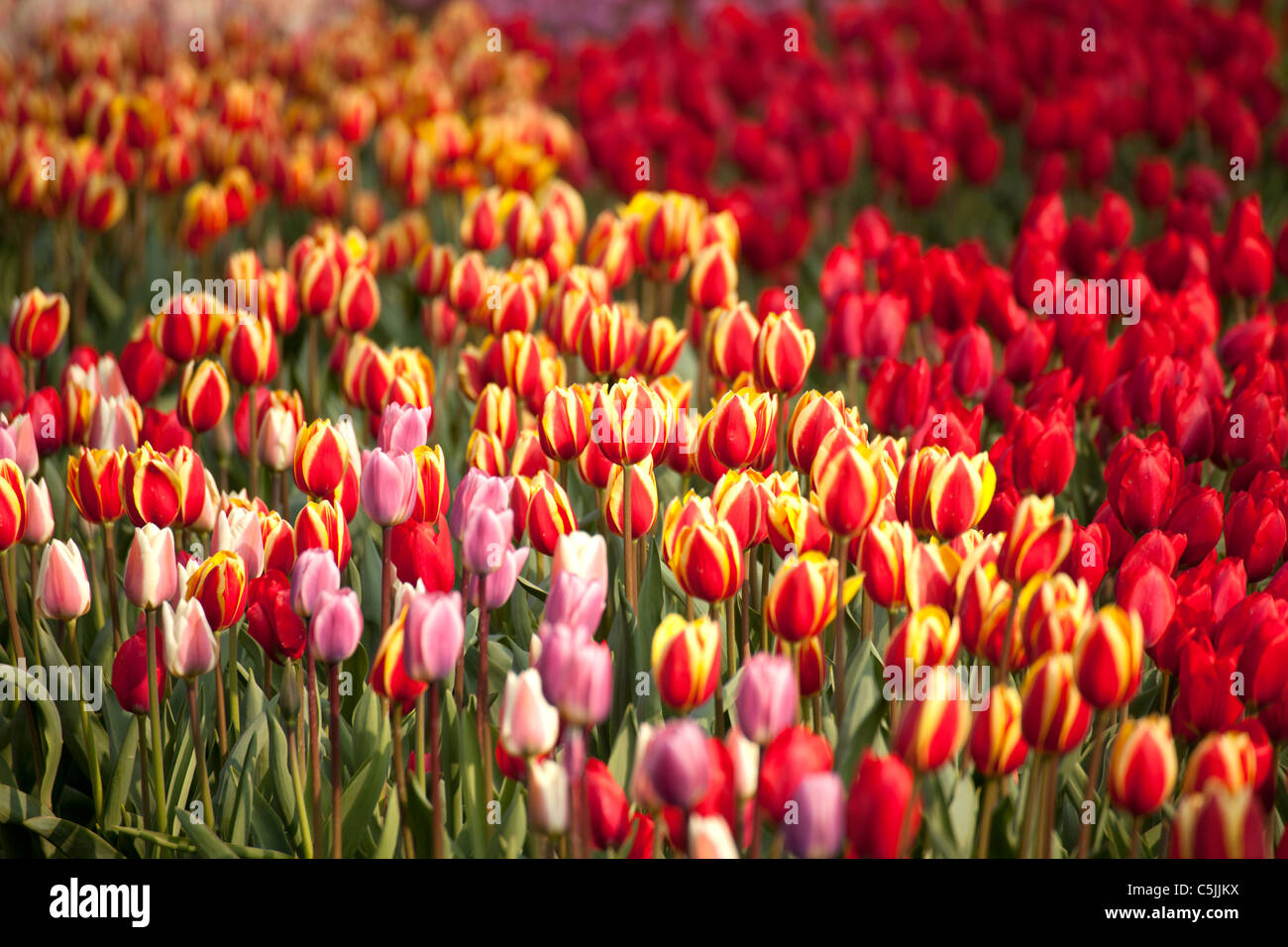 Feld mit roten Tulpen (Tulipa), Keukenhof, Niederlande, Europa Stockfoto