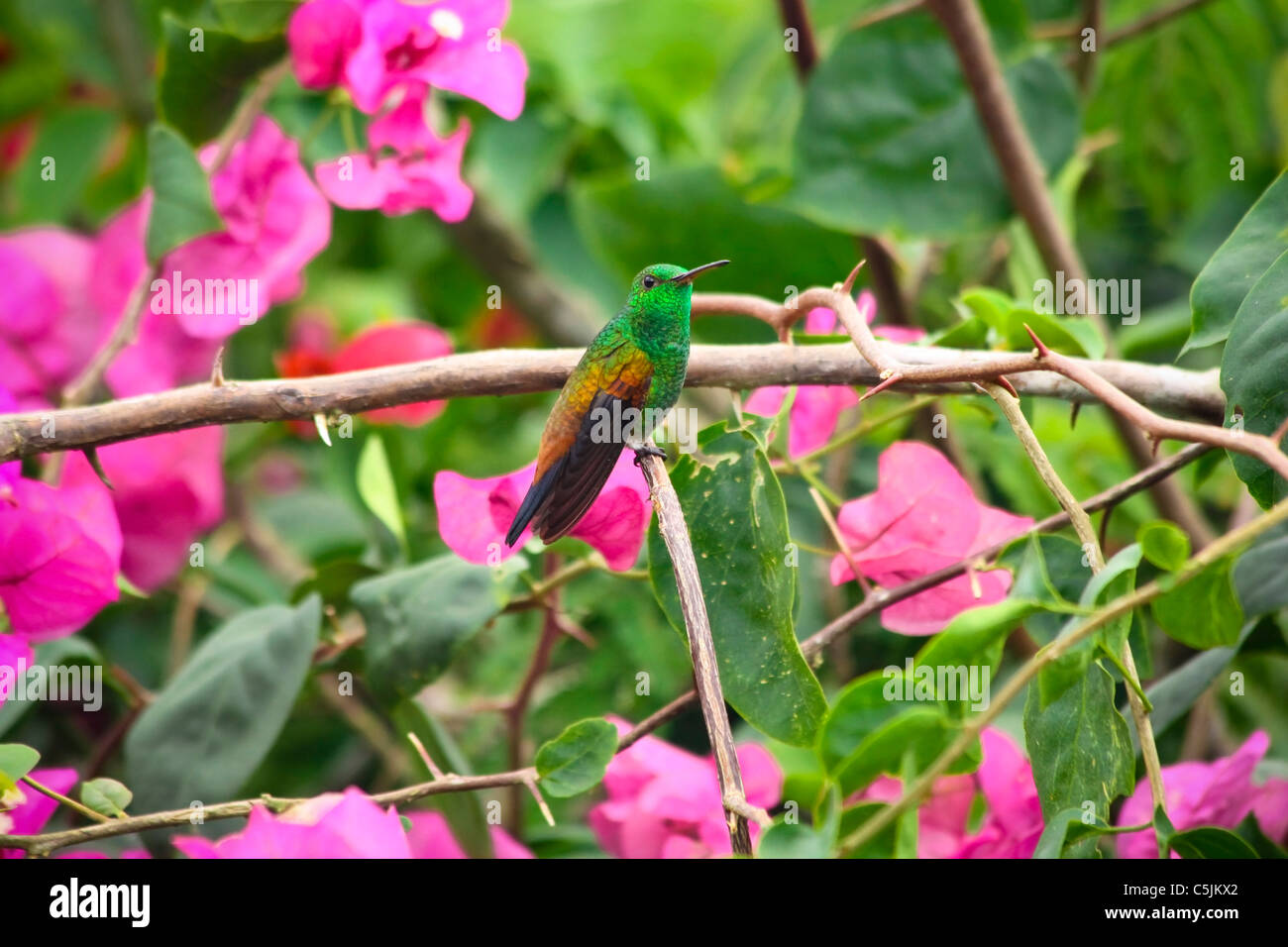 Schöne Kolibri im Busch mit Blumen Stockfoto