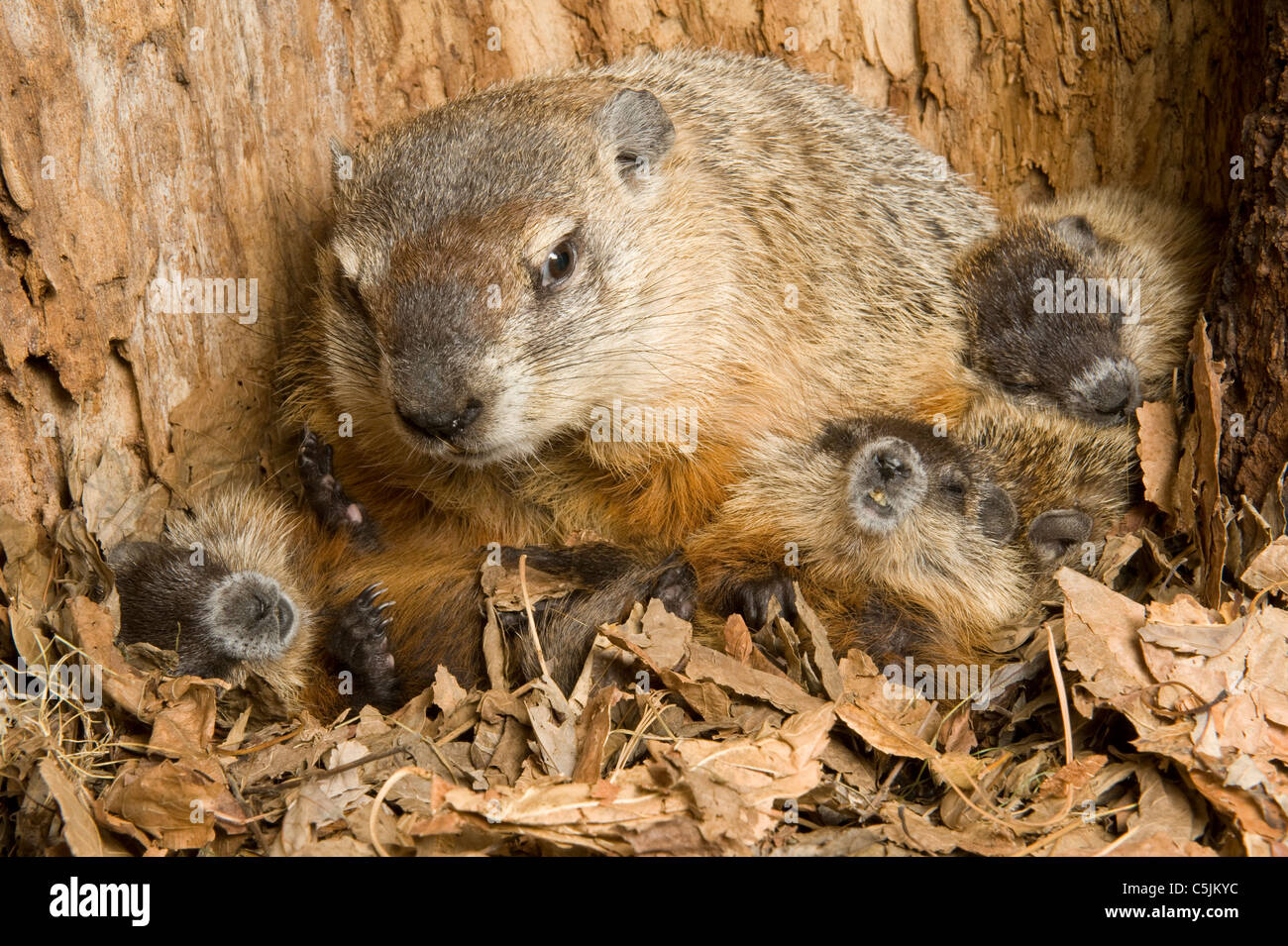 Holzfutter Mutter Marmota monax in der Höhle mit einem Monat alten jungen Nordamerika, von Dominique Braud/Dembinsky Photo Assoc Stockfoto