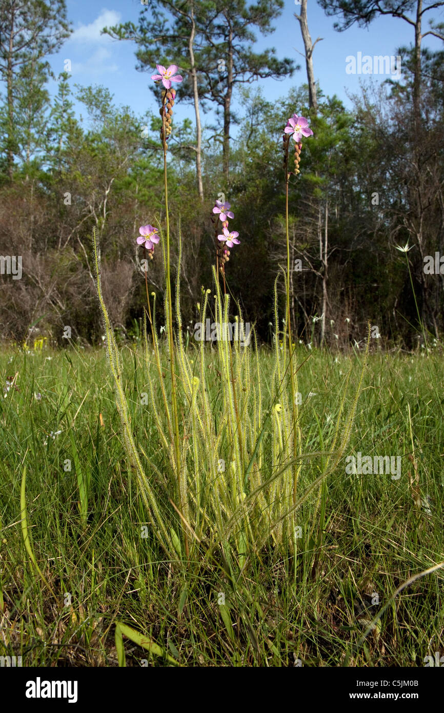 Thread-leaved Sonnentau in voller Blüte Drosera Filiformis Var Tracyi Florida USA Stockfoto