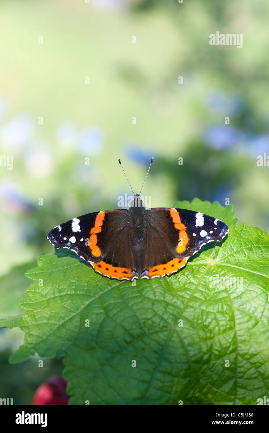 Vanessa Atalanta. Red Admiral Schmetterling auf einer Pflanze Blatt Stockfoto